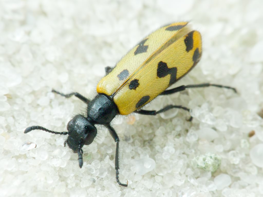 Meloidae Gyllenhal, 1810